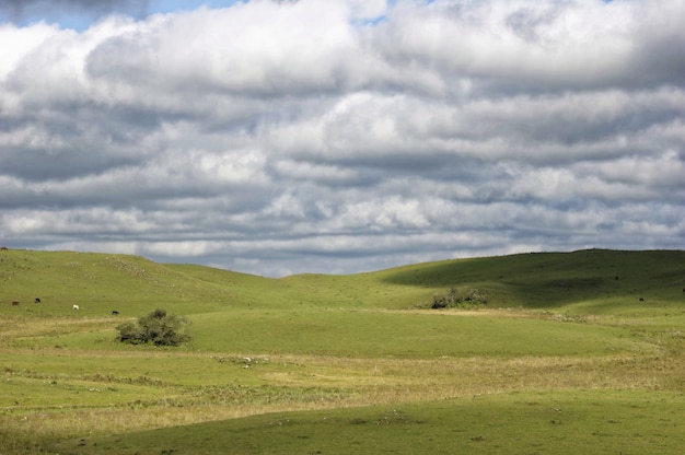 Hermoso tiro de un campo verde bajo el cielo nublado blanco