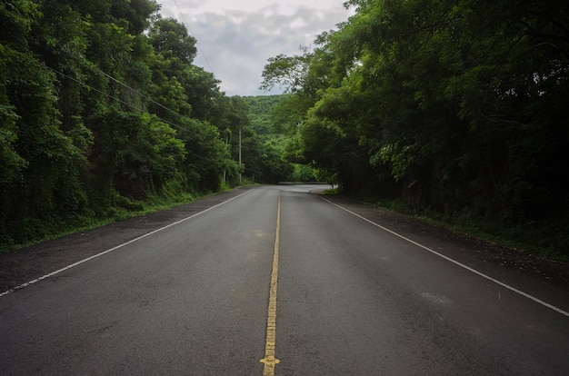 Hermoso tiro de una carretera vacía en medio de un bosque