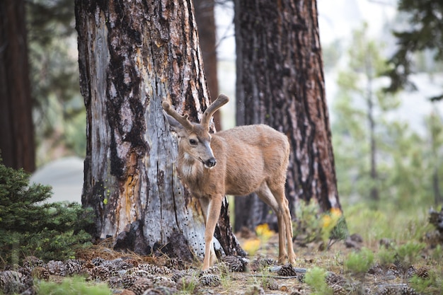 Hermoso tiro de un ciervo marrón en el bosque