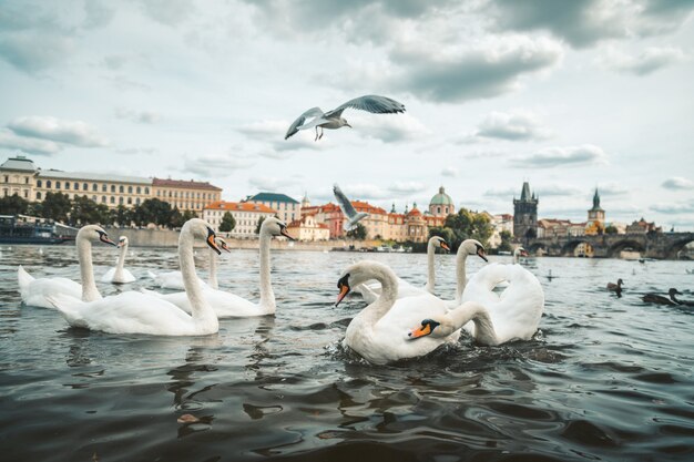 Hermoso tiro de cisnes blancos y gaviotas en el lago en Praga, República Checa