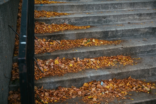 Hermoso tiro de coloridas hojas de otoño caídas en las escaleras