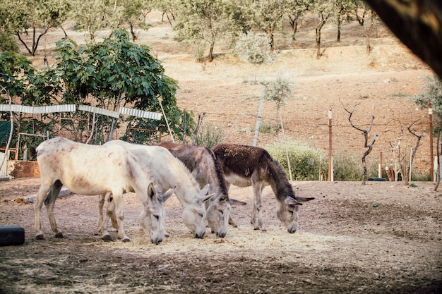 Foto gratuita hermoso tiro de dos burros blancos y dos marrones comiendo hierba seca