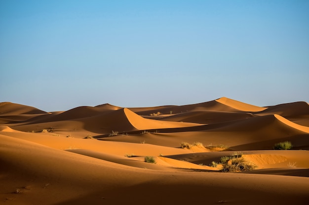 Hermoso tiro de dunas de arena con arbustos y un cielo despejado