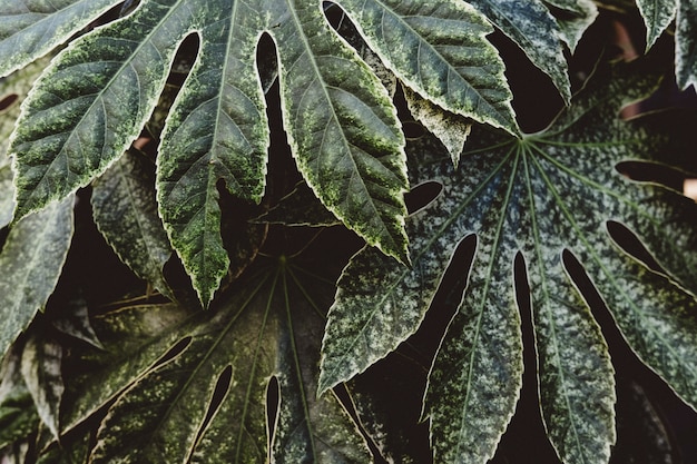 Hermoso tiro de exóticas hojas tropicales