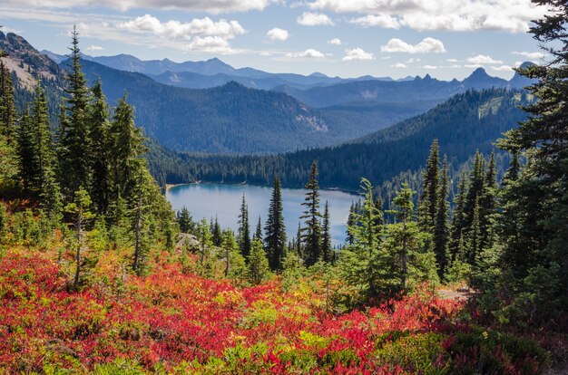 Hermoso tiro de flores rojas cerca de árboles verdes con montañas boscosas en la distancia