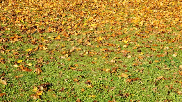 Hermoso tiro de hojas secas en el suelo de hierba
