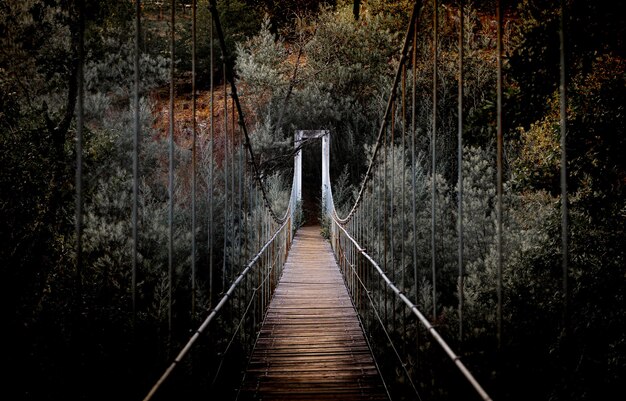 Hermoso tiro horizontal de un largo puente rodeado de árboles altos en el bosque