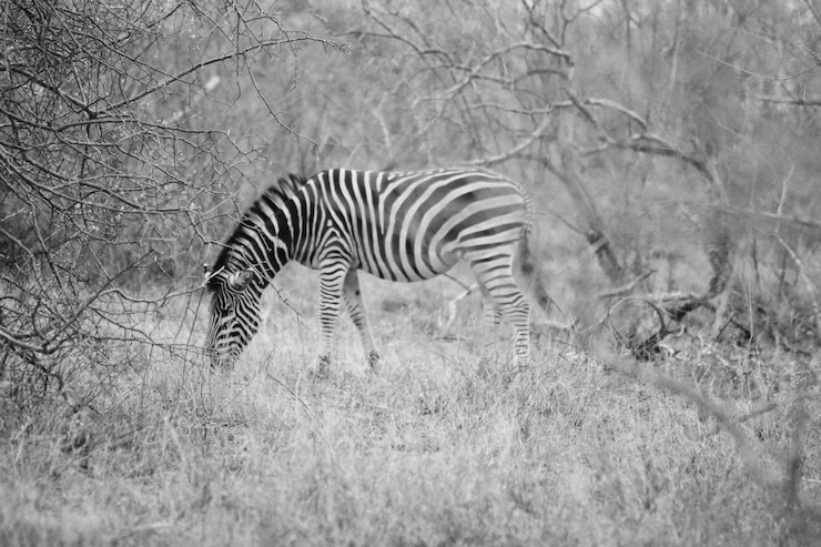 Foto gratuito hermoso tiro lejano de una cebra salvaje pastando la hierba en hoedspruit, sudáfrica