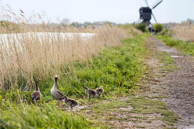 Hermoso tiro de patos cerca de un camino y hierba seca con un borroso