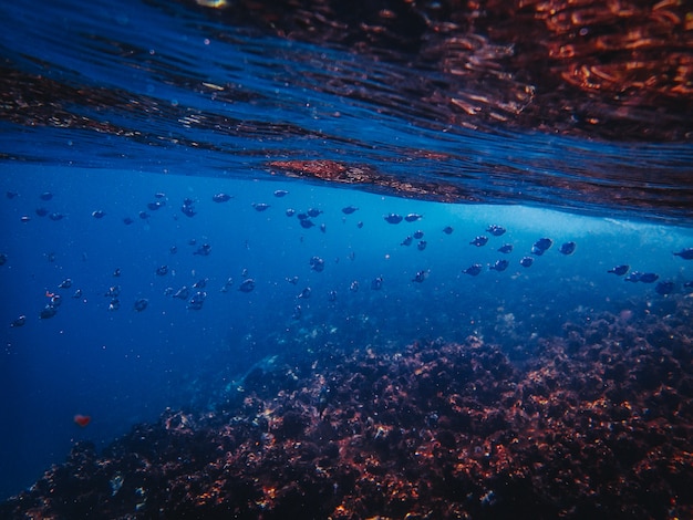 Hermoso tiro de peces nadando en el océano