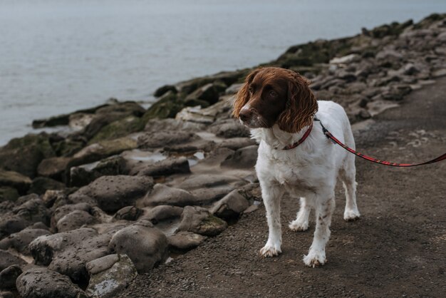 Hermoso tiro de un perro blanco y marrón con una correa roja alrededor del cuello cerca de una orilla