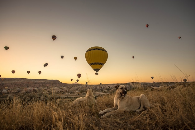 Hermoso tiro de perros sentados en un campo de hierba seca con globos calientes en el cielo