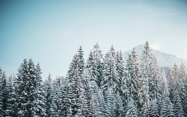 Hermoso tiro de pinos nevados con montaña y un cielo despejado