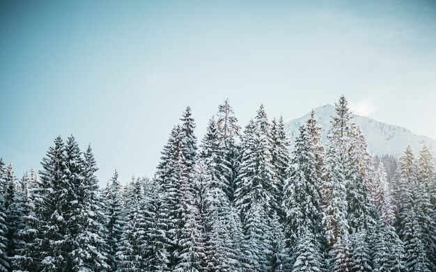 Hermoso tiro de pinos nevados con montaña y un cielo despejado