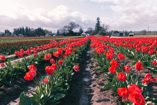 Hermoso tiro de tulipanes rojos que florece en un gran campo agrícola