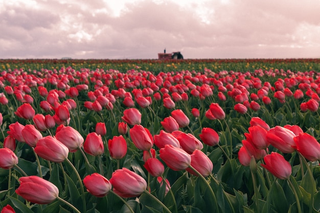 Hermoso tiro de tulipanes rojos que florece en un gran campo agrícola