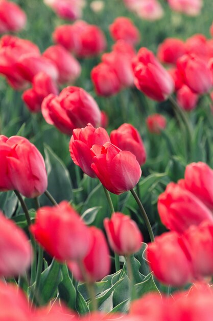 Hermoso tiro de tulipanes rojos que florece en un gran campo agrícola