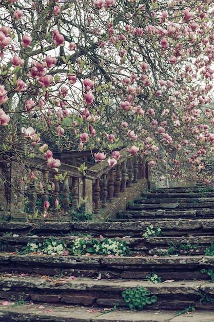 Foto gratuita hermoso tiro vertical de una antigua escalera de piedra cerca de un árbol de cerezos en flor