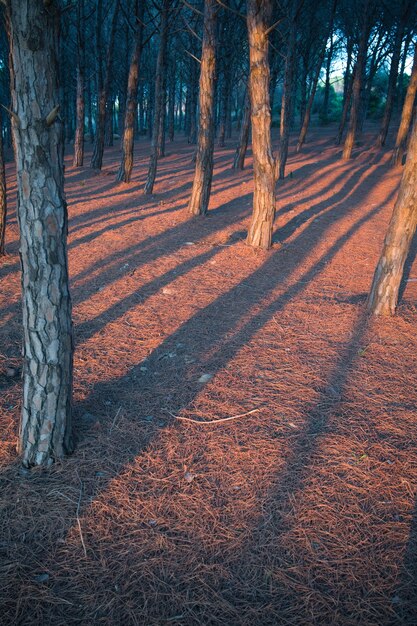 Foto gratuita hermoso tiro vertical de filas de árboles al atardecer