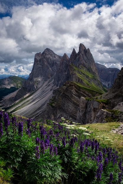 Hermoso tiro vertical de flores con rocas junto al Parque Natural Puez-Geisler, Italia