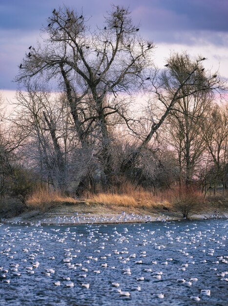 Hermoso tiro vertical de patos y cisnes nadando en el agua y cuervos posados en los árboles