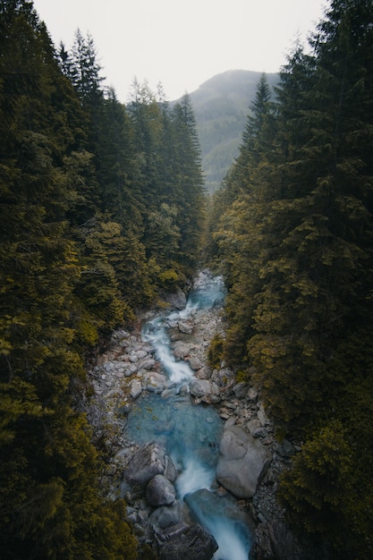 Hermoso tiro vertical de un río que fluye entre árboles y piedras