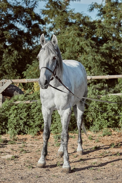 Hermoso, tranquilo caballo blanco espera en el paddock. Animales en el rancho.