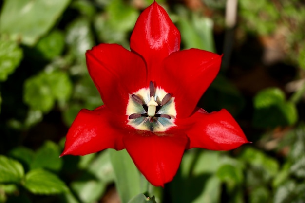 Foto gratuita hermoso tulipán de pétalos rojos con hojas verdes