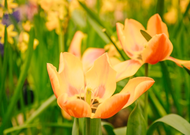 Un hermoso tulipanes amarillos y naranjas en flor