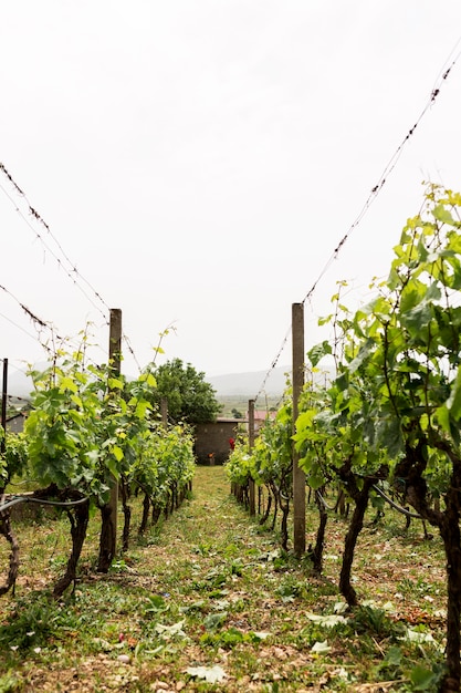 Foto gratuita hermoso viñedo en el campo