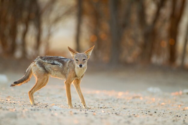 Hermoso zorro de arena de lomo negro en el desierto con los árboles