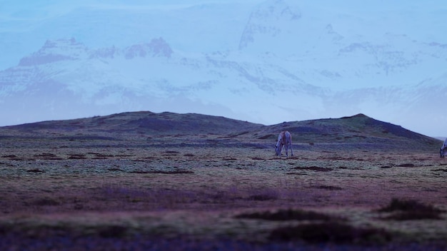 Foto gratuita hermosos alces caminando por los campos de islandia, paisajes nórdicos con montañas nevadas, vida silvestre ártica en el paisaje panorámico escandinavo, animales islandeses en la naturaleza.