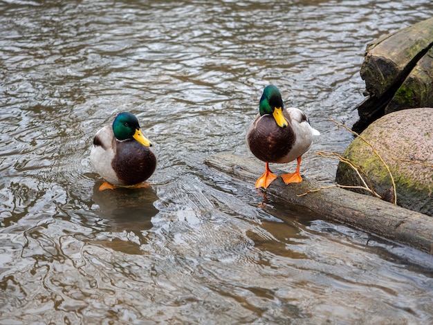 Hermosos ánades reales en agua clara cerca de la orilla del río