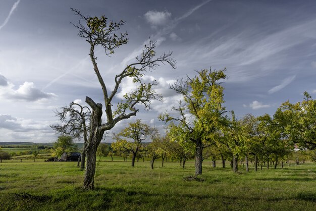 Hermosos árboles en un campo cubierto de hierba con el cielo nublado