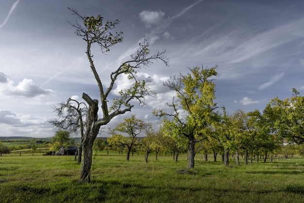 Hermosos árboles en un campo cubierto de hierba con el cielo nublado