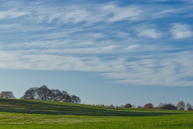 Hermosos árboles en la colina cubierta de hierba bajo las nubes en el cielo