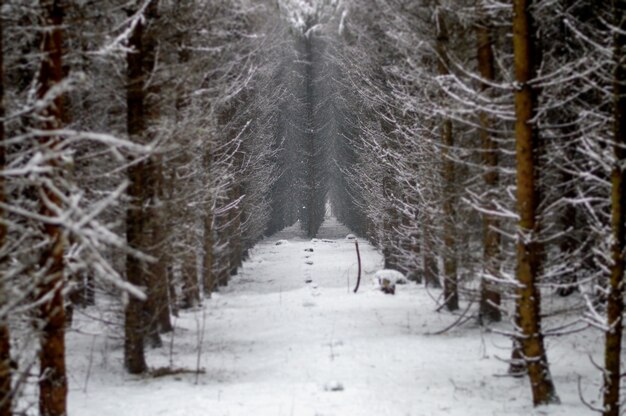 Hermosos árboles cubiertos de nieve en el bosque