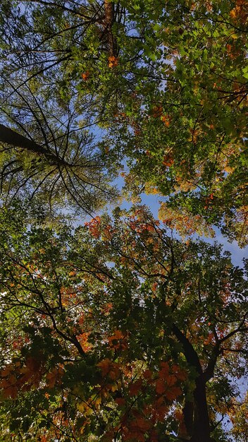 Hermosos árboles otoñales con hojas coloridas en un cielo azul claro
