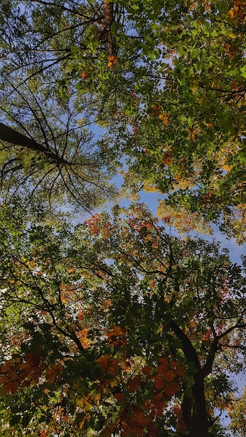 Hermosos árboles otoñales con hojas coloridas en un cielo azul claro