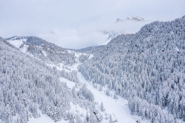 Hermosos árboles en paisaje invernal temprano en la mañana en nevadas