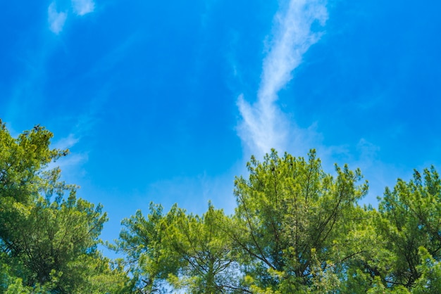 Hermosos árboles de pino con cielo azul.