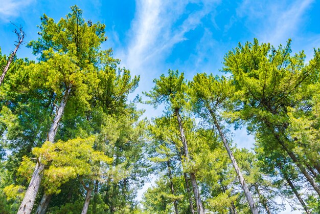 Hermosos árboles de pino con cielo azul.