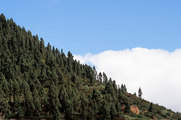 Foto gratuita hermosos árboles sobre las nubes