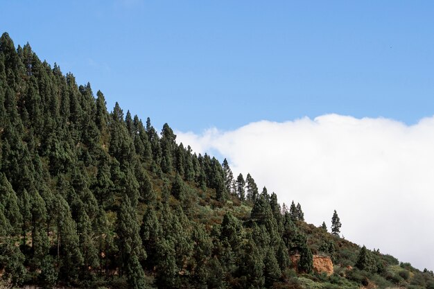 Hermosos árboles sobre las nubes