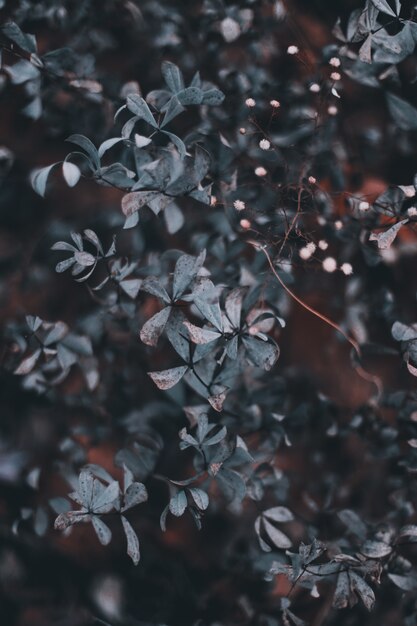 hermosos arbustos verdes en un jardín durante un clima sombrío