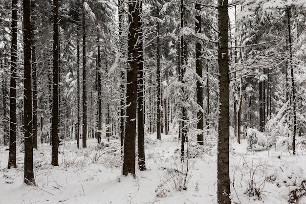 Foto gratuita hermosos bosques nevados