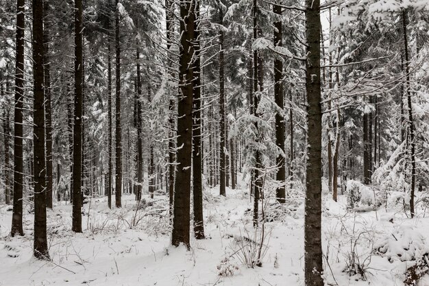 Hermosos bosques nevados