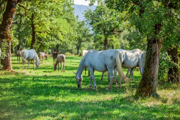 Foto gratuita hermosos caballos blancos pastando en el parque nacional de lipica, en eslovenia