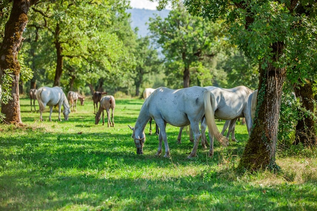 Hermosos caballos blancos pastando en el Parque Nacional de Lipica, en Eslovenia