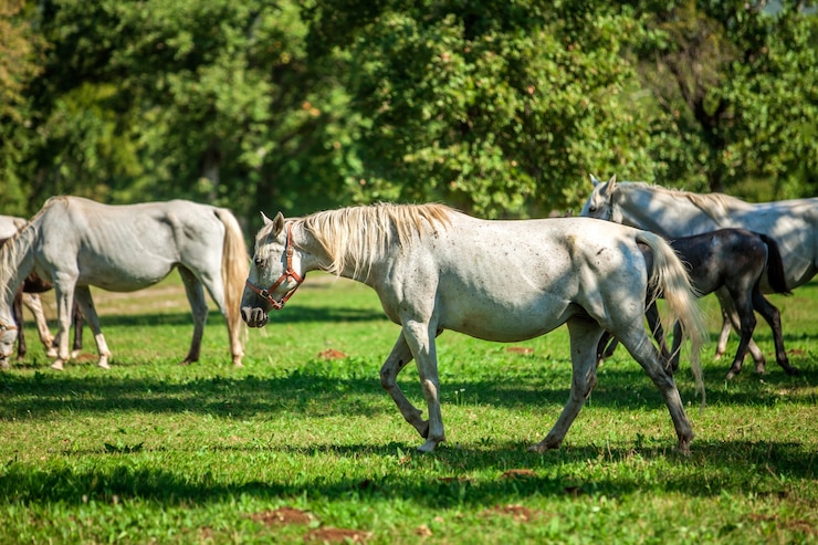 Foto gratuito hermosos caballos blancos pastando en el parque nacional de lipica, en eslovenia
